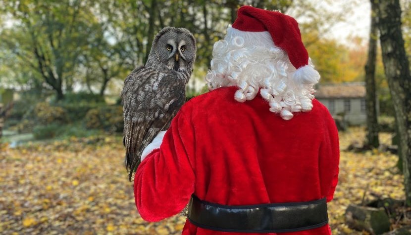 Hawk Conservancy Father Christmas